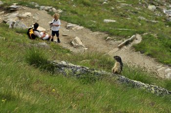 Gran Paradiso marmotta