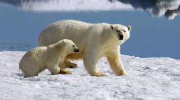 Passaggio a Nord Orsi-polari