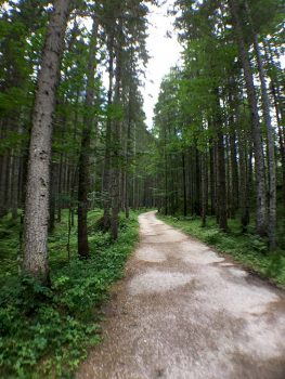 Misurina Foresta di Somadida