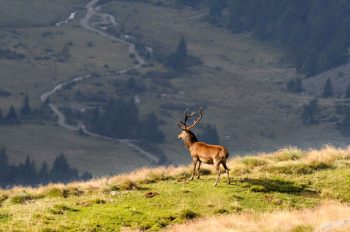 Bramito dei cervi Cervo in-osservazione