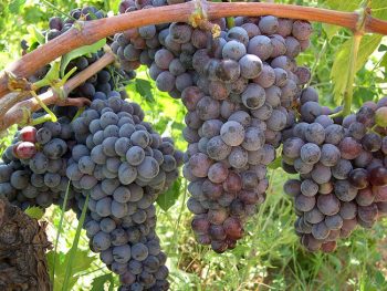 Città del Vino grappolo-d'uva