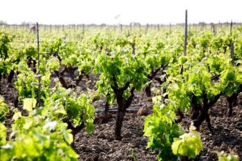 Città del vino Ciro-vitigno