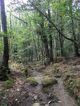 Ischia Bosco della Falanga