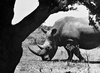 Taccuino di viaggio Africa-Guala-Rinoceronte