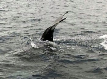 Islanda balena