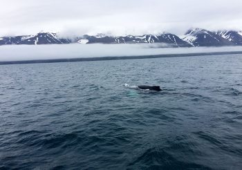 Islanda balene-mare-del-Nord