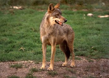 Civitella Alfedena Lupo-Parco-d'Abruzzo