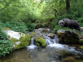 Civitella Alfedena Orso-Marsicano-Parco-Abruzzo-Lazio-Molise