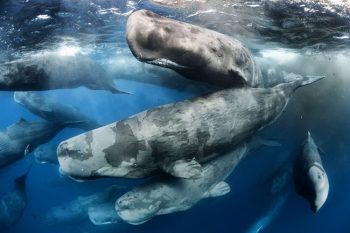 Wildlife Photographer of the Year, scatti d'artista al Forte di Bard 1 Wildlife Photographer of the Year Raduno tra giganti, © Giant Gatherinig, Wildlife-Photographer-of-the-Year