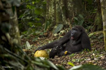 Wildlife Photographer of the Year, scatti d'artista al Forte di Bard 2 Wildlife Photographer of the Year The good-life, © Daniel Nelson - Wildlife Photographer of the Year
