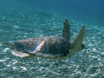 Citizen Science tartaruga marina