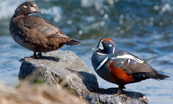 Iceland 4: isola dalla bellezza sconvolgente 5 Islanda Straumond